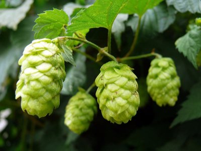hallertau