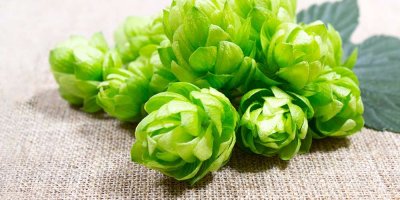 perle