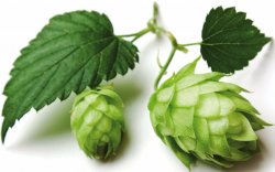 noble-hops-1080x675